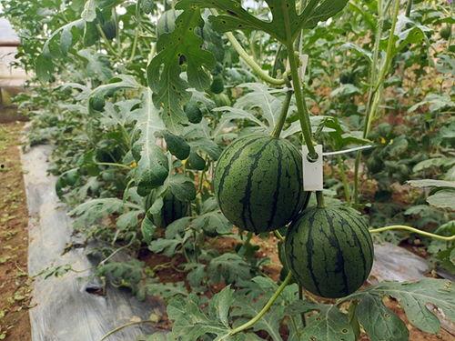 一起吃瓜得小瓜,一起品尝吃瓜小瓜的欢乐时光