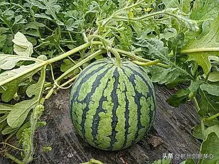 一起吃瓜得小瓜,一起品尝吃瓜小瓜的欢乐时光