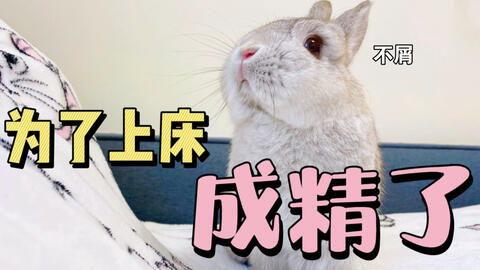 树下吃瓜的兔,兔趣盎然