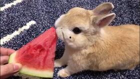 树下吃瓜的兔,兔趣盎然
