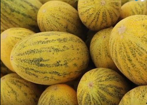 瓜州 吃瓜,探寻“吃瓜群众”的美食之源