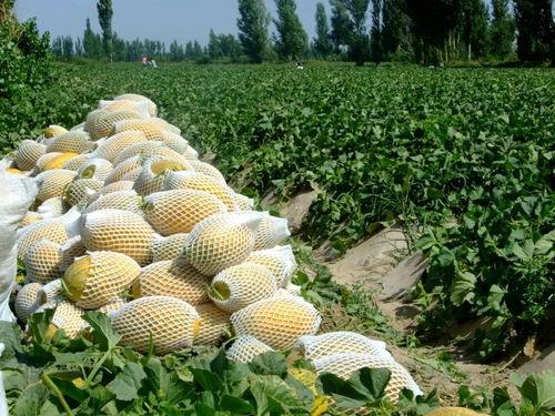 瓜州 吃瓜,探寻“吃瓜群众”的美食之源