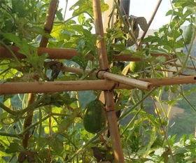 竹竿吃瓜,一场与瓜果的趣味邂逅