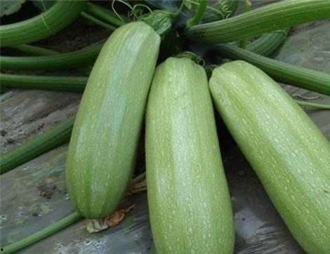 吃茄瓜对人有什么好处吗,健康饮食新选择