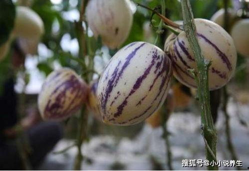 吃茄瓜对人有什么好处吗,健康饮食新选择