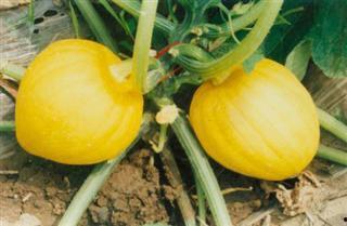 黄金栗瓜怎么吃,解锁美味新境界