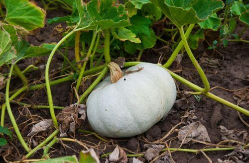 黄金栗瓜怎么吃,解锁美味新境界