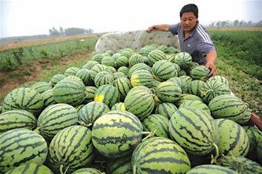 私域卖吃瓜,揭秘瓜农如何玩转社交电商