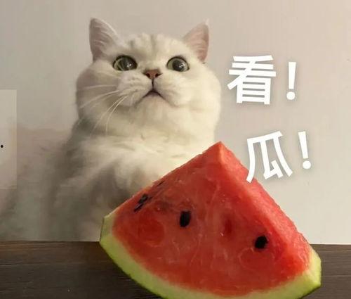 吃瓜来,吃瓜群众视角下的娱乐圈风云录