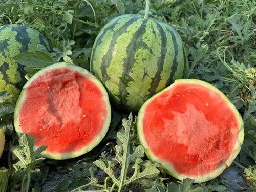 云南学姐吃瓜视频,揭秘校园生活幕后趣闻