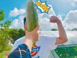 陪同你吃瓜,揭秘娱乐圈幕后风云