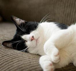 猫咪吃瓜拉肚子,揭秘瓜果对猫咪肠胃的影响