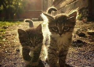 猫咪吃瓜拉肚子,揭秘瓜果对猫咪肠胃的影响