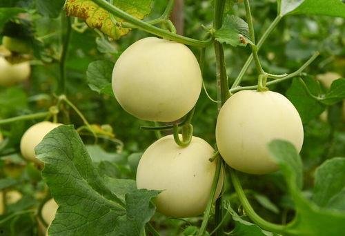 吃白梨瓜拉肚子,揭秘夏日消暑美食背后的健康隐患