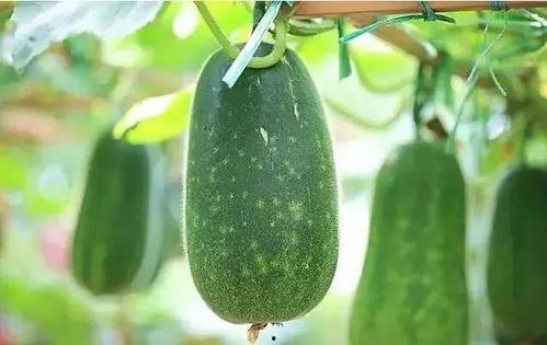 风水大师说吃瓜,吃瓜背后的神奇风水奥秘