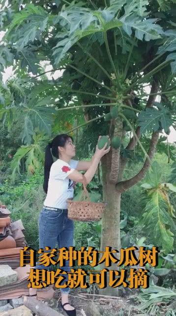 吃树瓜山歌,探寻民间音乐的绿色宝藏