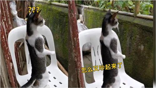 八卦吃瓜猫,揭秘娱乐圈幕后故事