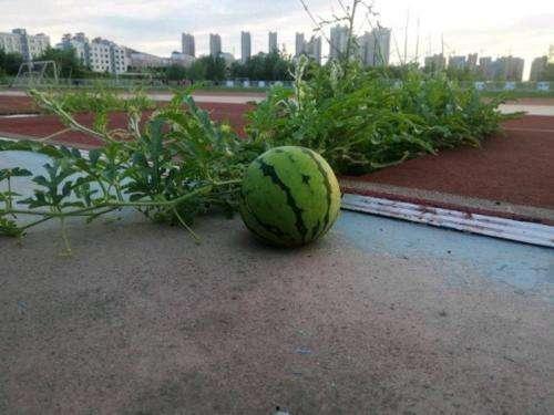 至诚学院操场吃瓜,校园生活趣味盎然”