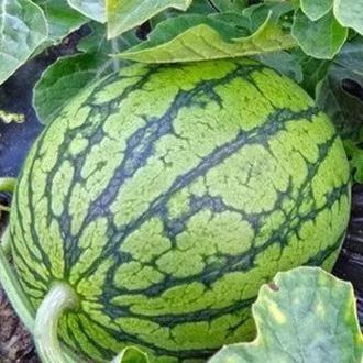 228540吃瓜群,揭秘网络社交圈的趣味与争议