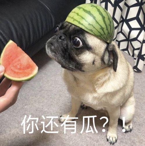 网友发吃瓜表情,揭秘娱乐圈最新热点事件