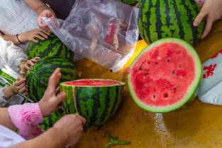 广州吃瓜的视频,一场吃瓜群众的味蕾盛宴