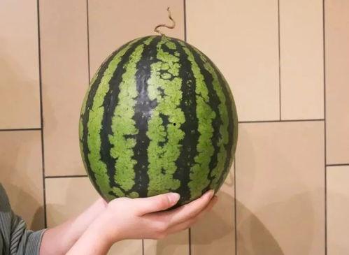 广州吃瓜的视频,一场吃瓜群众的味蕾盛宴