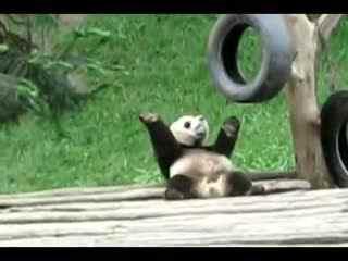 熊猫可爱视频吃瓜,可爱指数爆表！