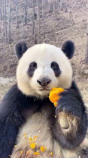 熊猫可爱视频吃瓜,可爱指数爆表！