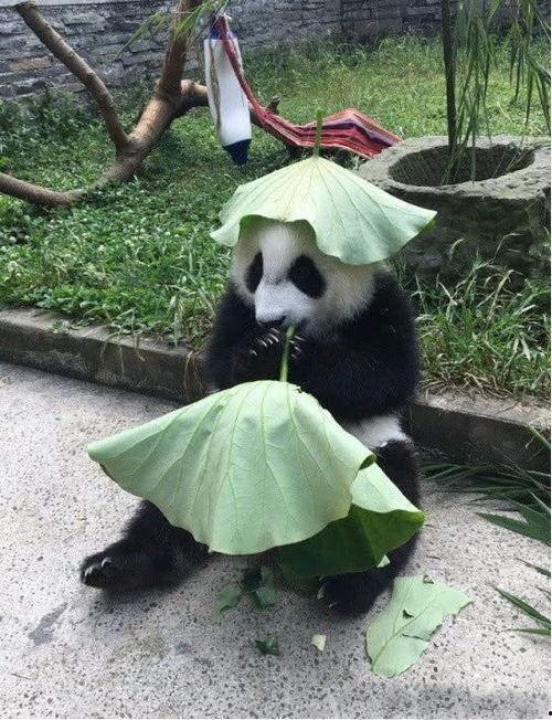 熊猫可爱视频吃瓜,可爱指数爆表！