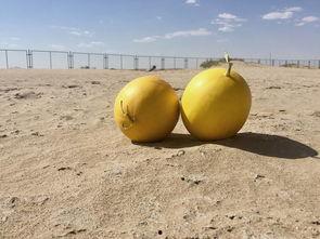 绿洲世界吃瓜,瓜田里的奇幻冒险之旅