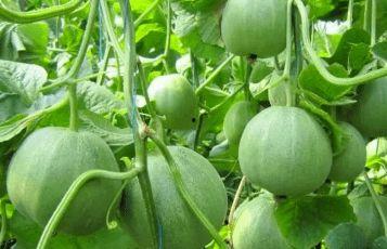 山西人吃小瓜还是大瓜好,山西人偏爱小瓜还是大瓜？探寻地方饮食偏好之谜