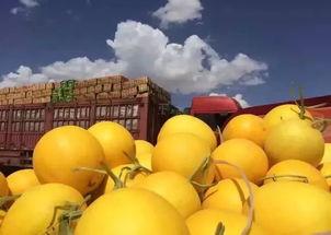 吃货珍珍蜜瓜,甜蜜诱惑，舌尖上的夏日盛宴