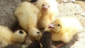 小刘鸭吃瓜鸭,揭秘娱乐圈背后的那些事儿