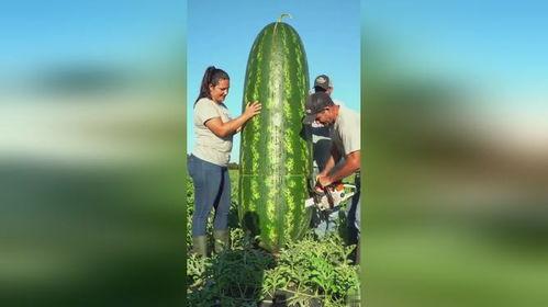 吃瓜吃出更大瓜,揭秘吃瓜背后的惊人真相