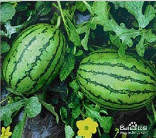 吃瓜吃出更大瓜,揭秘吃瓜背后的惊人真相