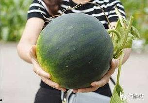 22年吃瓜群,盘点那些年我们一起“吃瓜”的欢乐时光