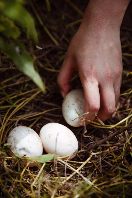 鸡鸭吃蓝瓜吗,一场奇妙的跨界食趣之旅