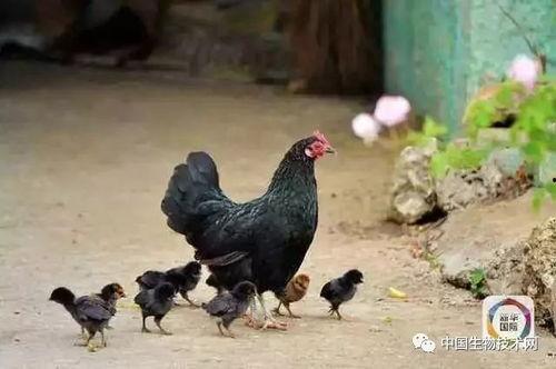 鸡鸭吃蓝瓜吗,一场奇妙的跨界食趣之旅