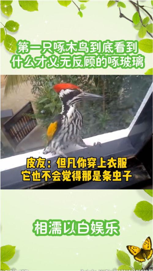 啄木鸟吃瓜,揭秘它们如何吃瓜