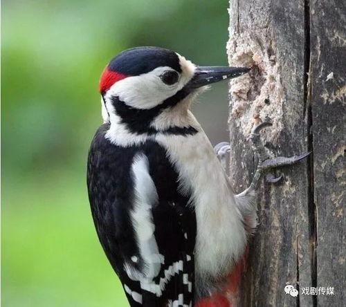 啄木鸟吃瓜,揭秘它们如何吃瓜