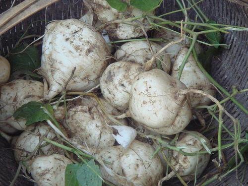 吃生土瓜给好,探寻民间独特风味