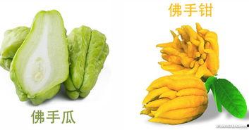 长期吃佛手瓜好处,健康生活的秘密武器