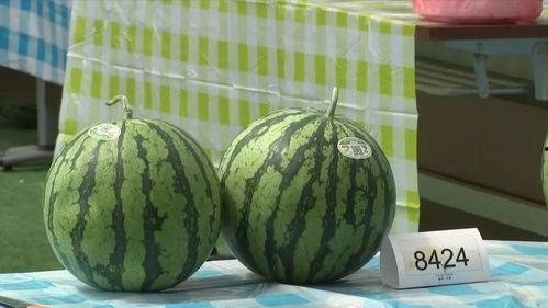 上海和浙江吃瓜,一场别开生面的吃瓜盛宴