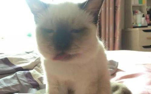 马蜂吃瓜吗,揭秘它们是否吃瓜之谜