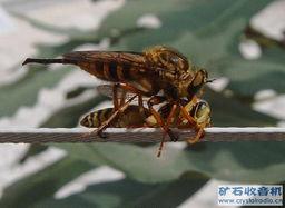 马蜂吃瓜吗,揭秘它们是否吃瓜之谜