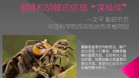 马蜂吃瓜吗,揭秘它们是否吃瓜之谜