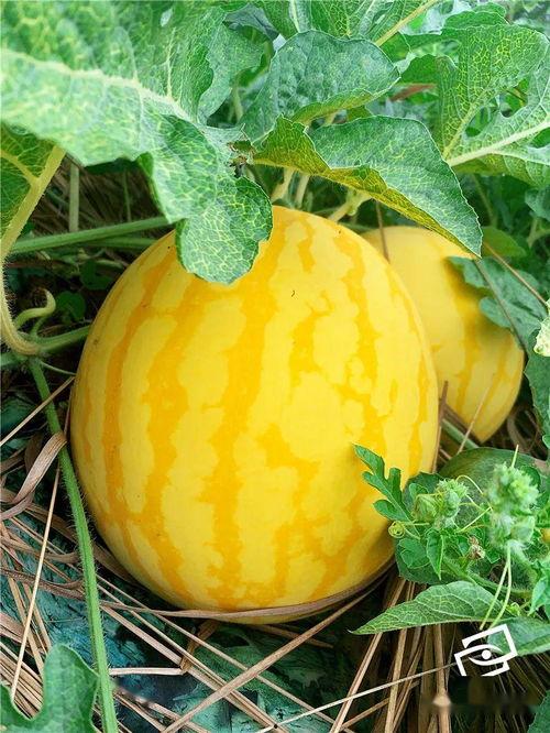 吃瓜种植,探索吃瓜种植的奥秘与乐趣