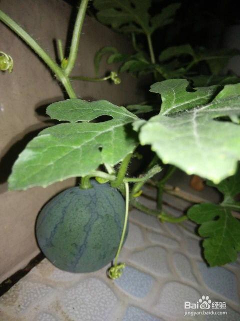 吃瓜种植,探索吃瓜种植的奥秘与乐趣