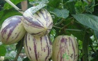 空腹可以吃茄瓜吗,空腹食用茄瓜的适宜性探讨