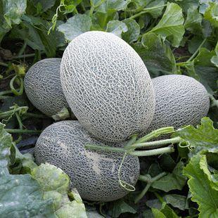 吃瓜41,一场网络热议背后的真相与反思